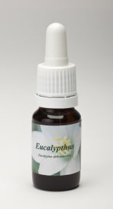 Foto van Star remedies eucalyptus 10ml via drogist