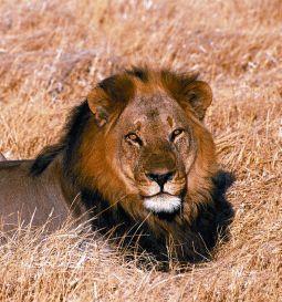 Foto van Animal essences lion (leeuw) 30ml via drogist