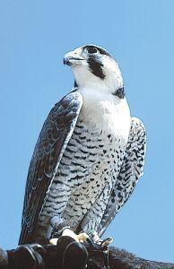 Foto van Animal essences peregrine falcon (slechtvalk) 30ml via drogist