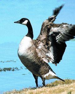 Foto van Animal essences canada goose (canadese gans) 30ml via drogist