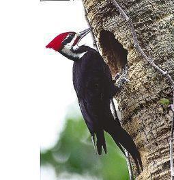 Foto van Animal essences pileated woodpecker (helmspecht) 30ml via drogist