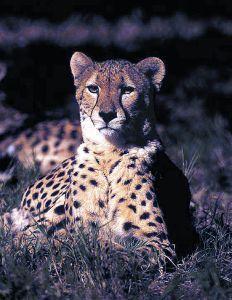 Foto van Animal essences cheetah (jachtluipaard) 30ml via drogist