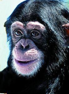 Foto van Animal essences chimpanzee 30ml via drogist