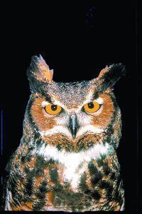 Foto van Animal essences owl (uil) 30ml via drogist