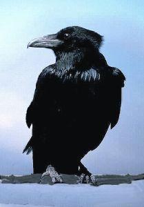 Foto van Animal essences crow (kraai) 30ml via drogist