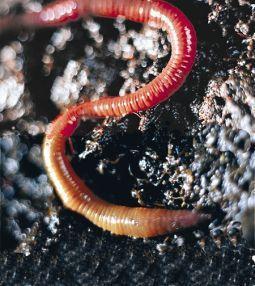 Foto van Animal essences earthworm (aardworm) 30ml via drogist