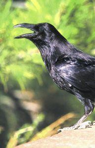 Foto van Animal essences raven (raaf) 30ml via drogist