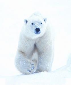 Foto van Animal essences polar bear (ijsbeer) 30ml via drogist