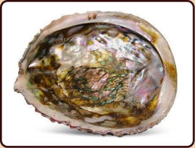 Ruben robijn abalone smudge 1st  drogist