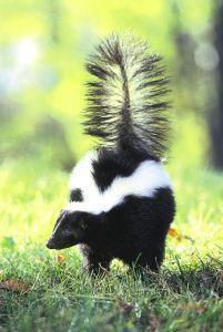 Foto van Animal essences skunk (stinkdier) 30ml via drogist