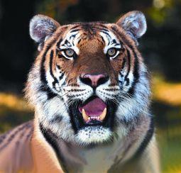 Animal essences tiger (tijger) 30ml  drogist