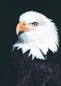 Foto van Animal essences eagle (adelaar) 30ml via drogist